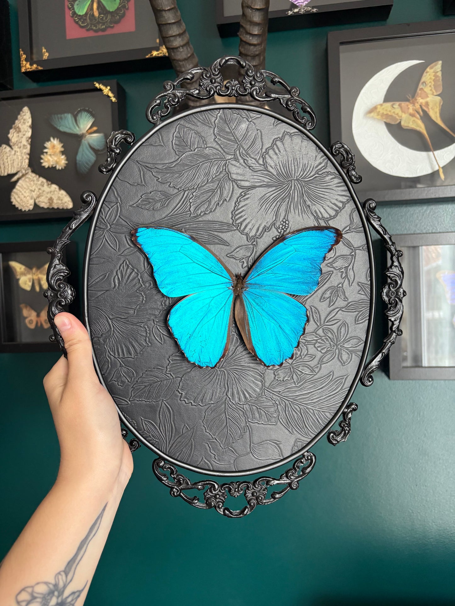 Morpho Didius