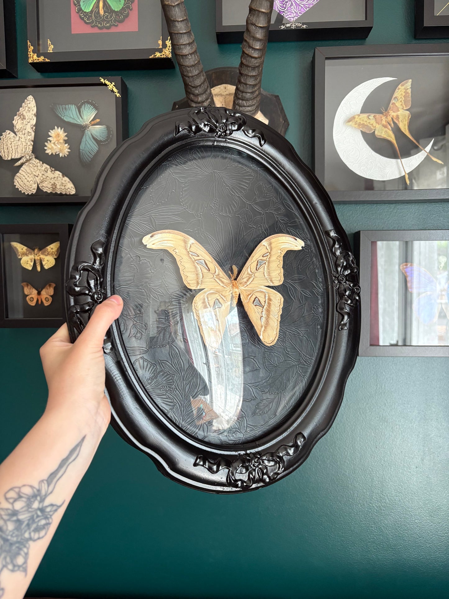 Attacus Atlas blanc