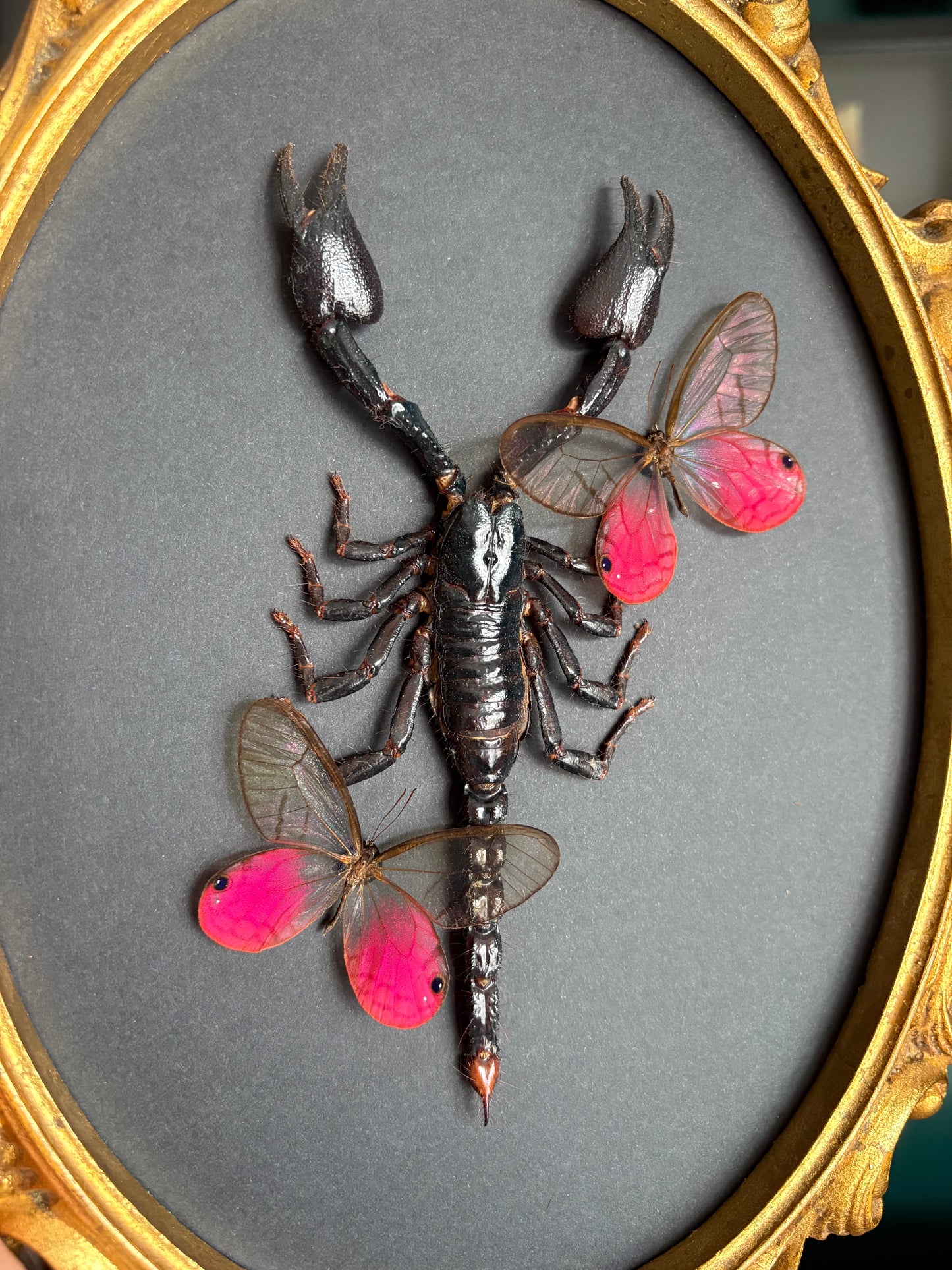Scorpion & fée