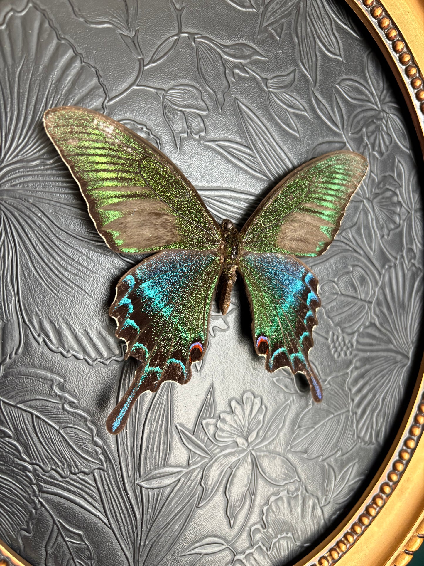 Papillon Maackii