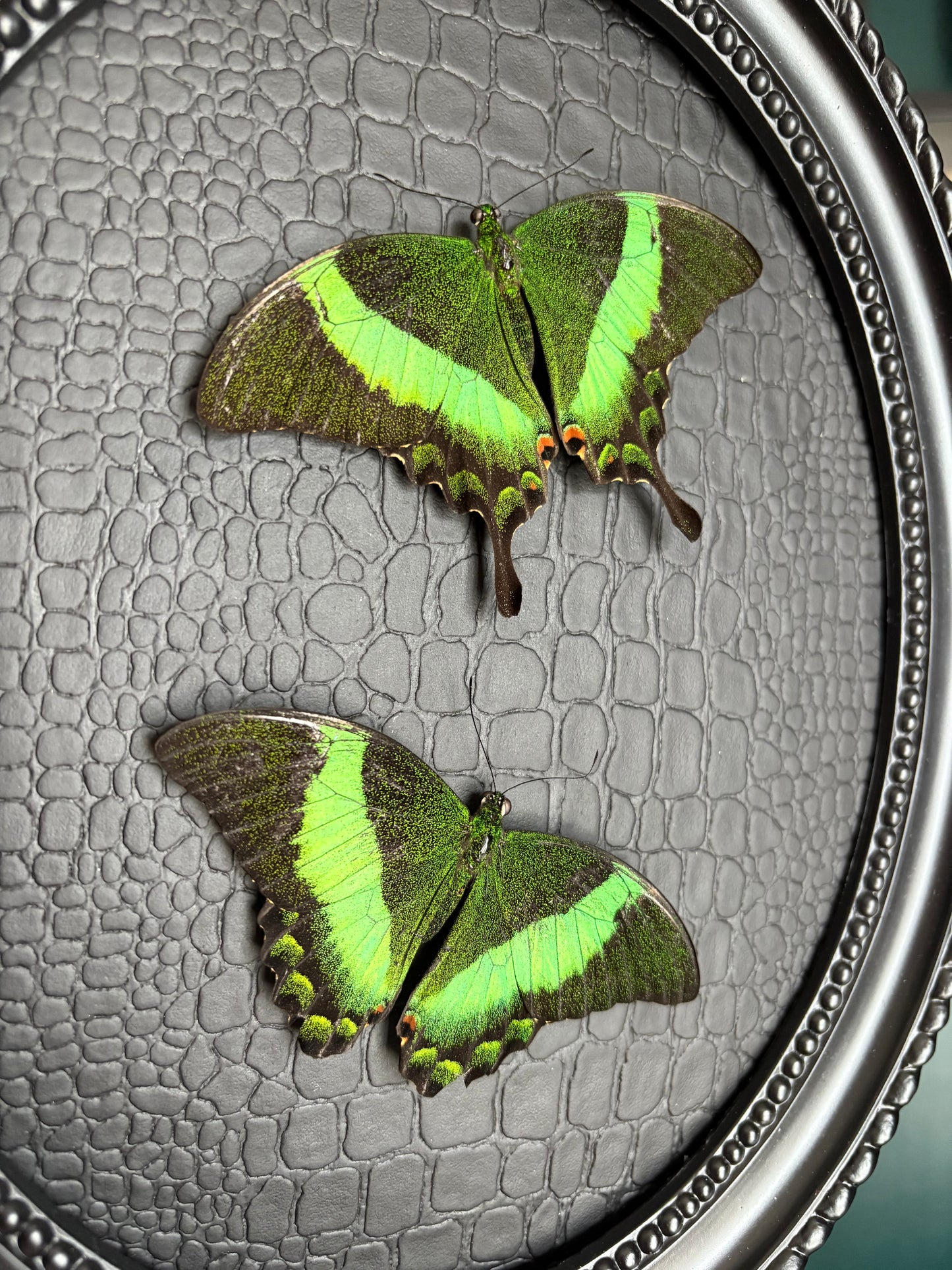 Papillon Palinurus