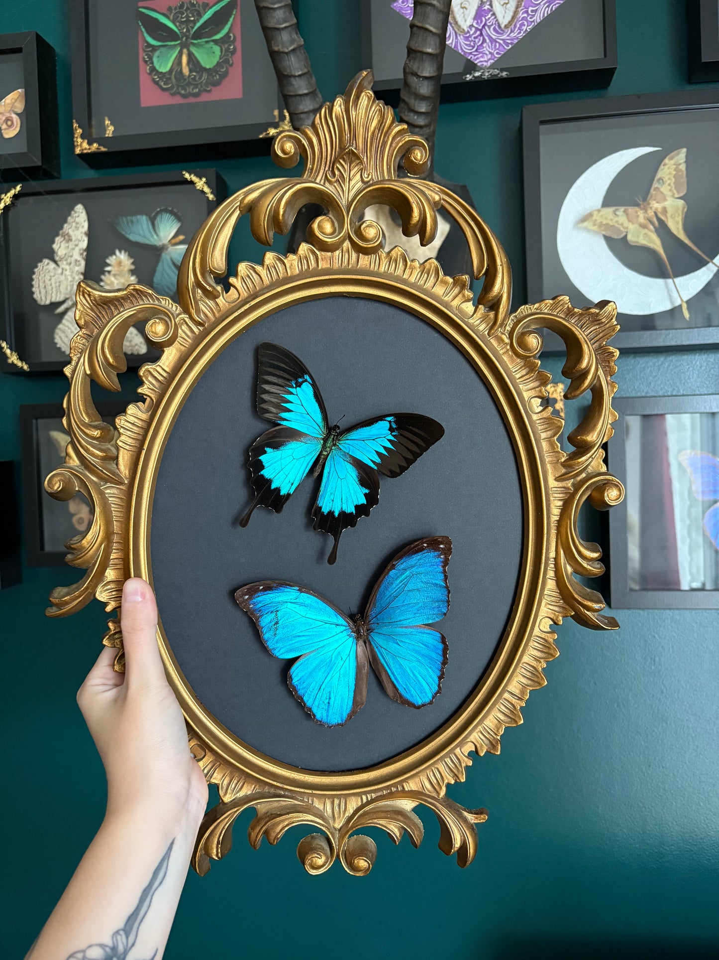 Morpho & Ulysse