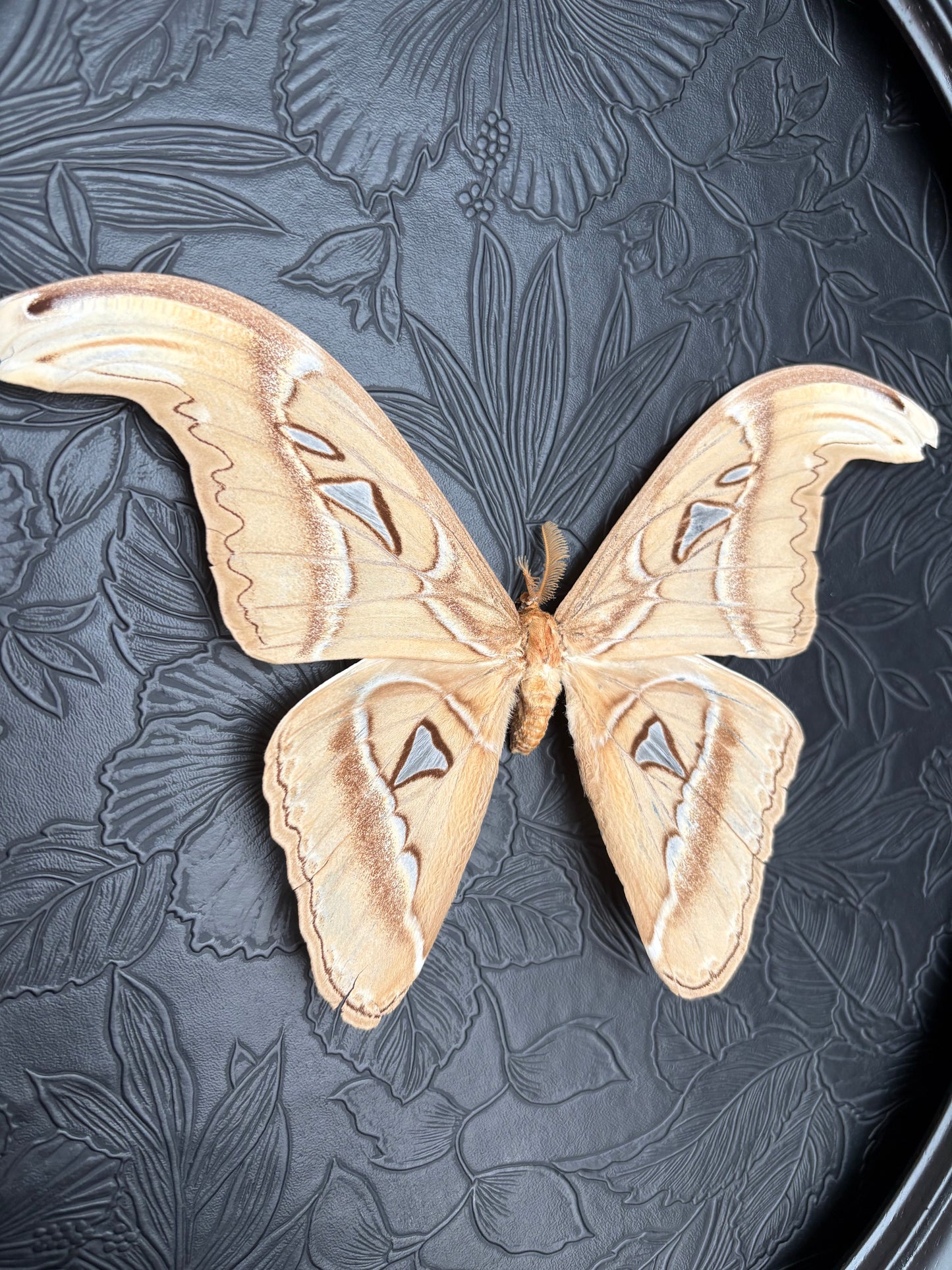 Attacus Atlas blanc