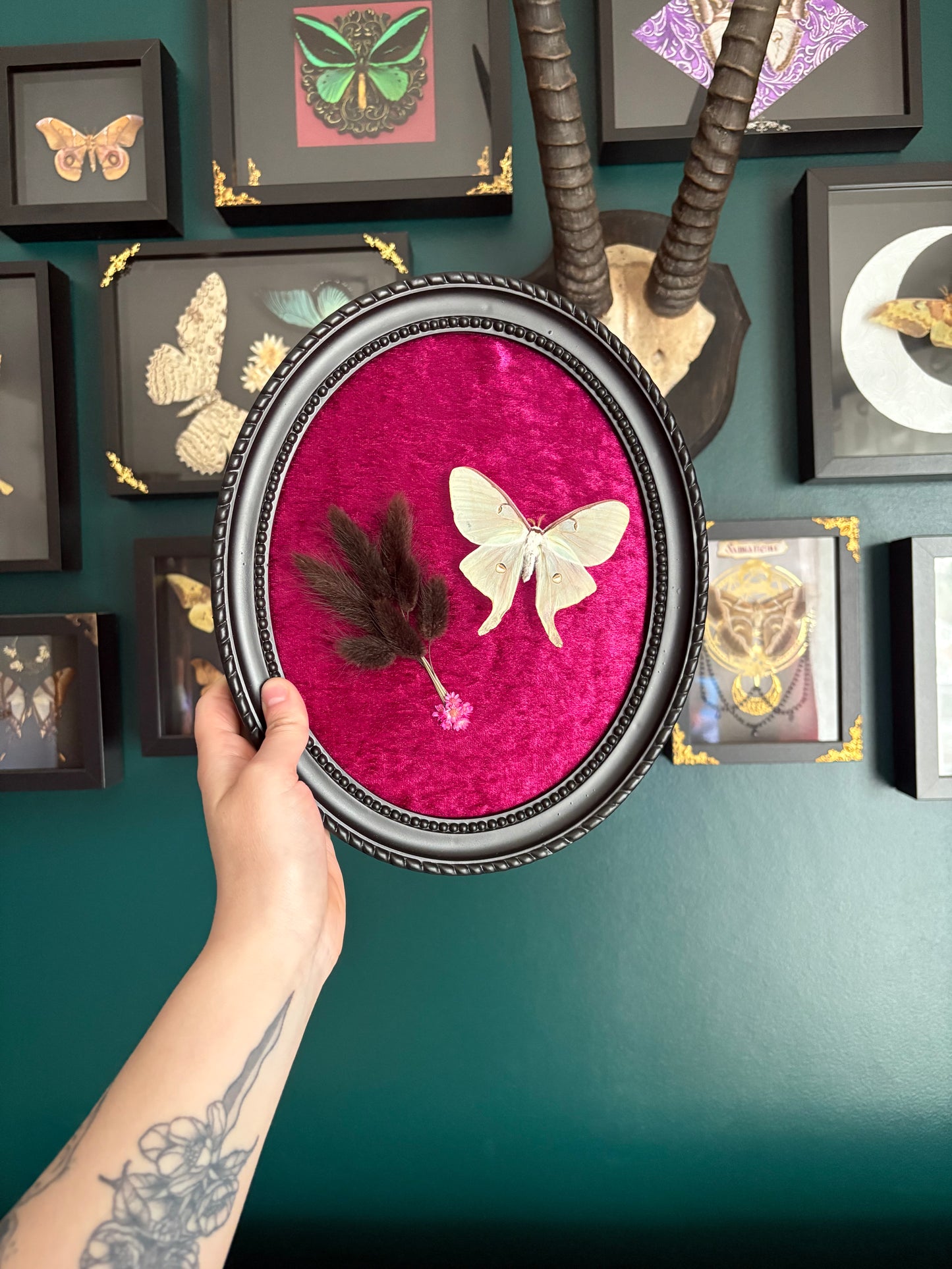 Actias Luna