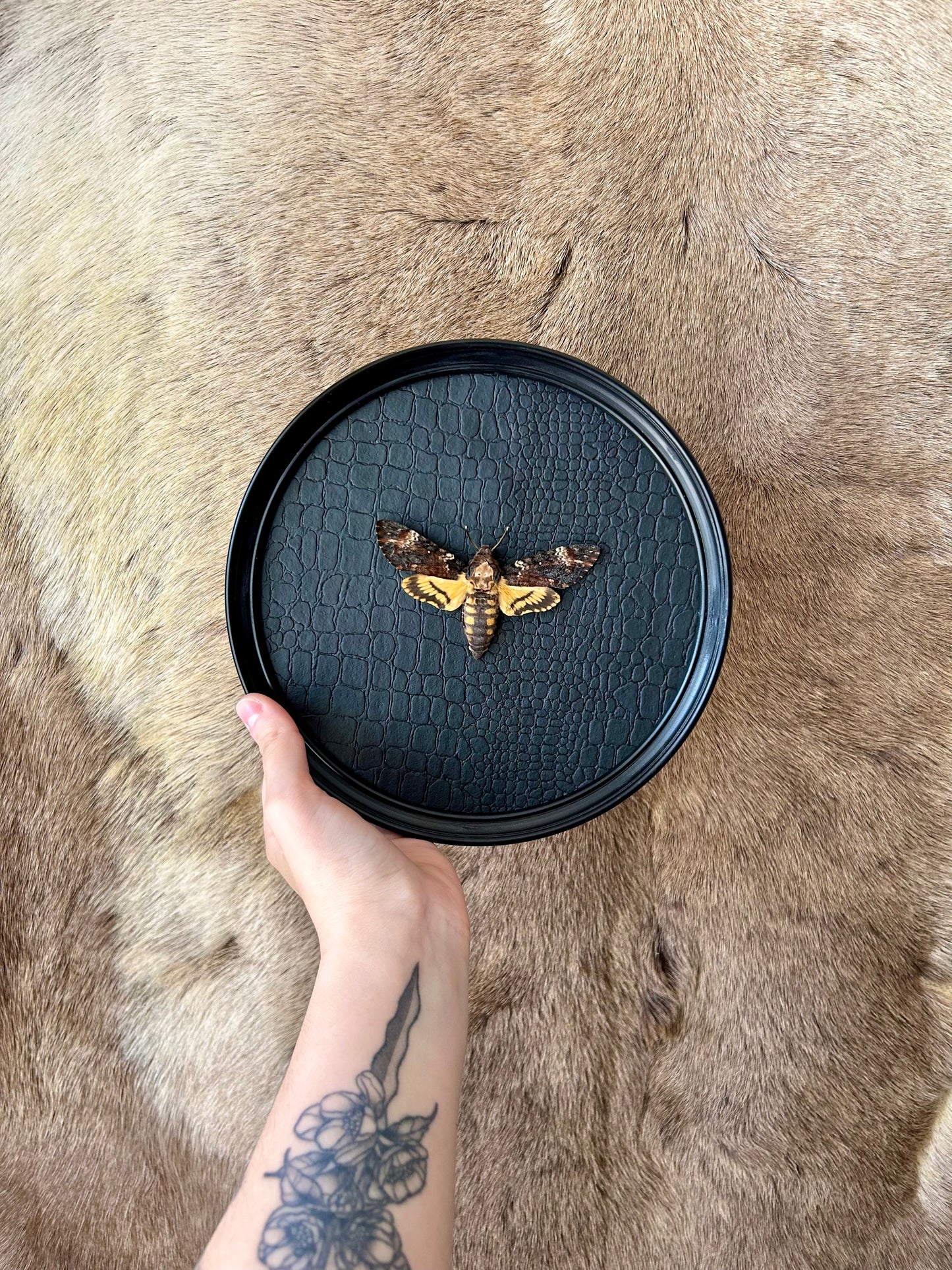 Acherontia Atropos