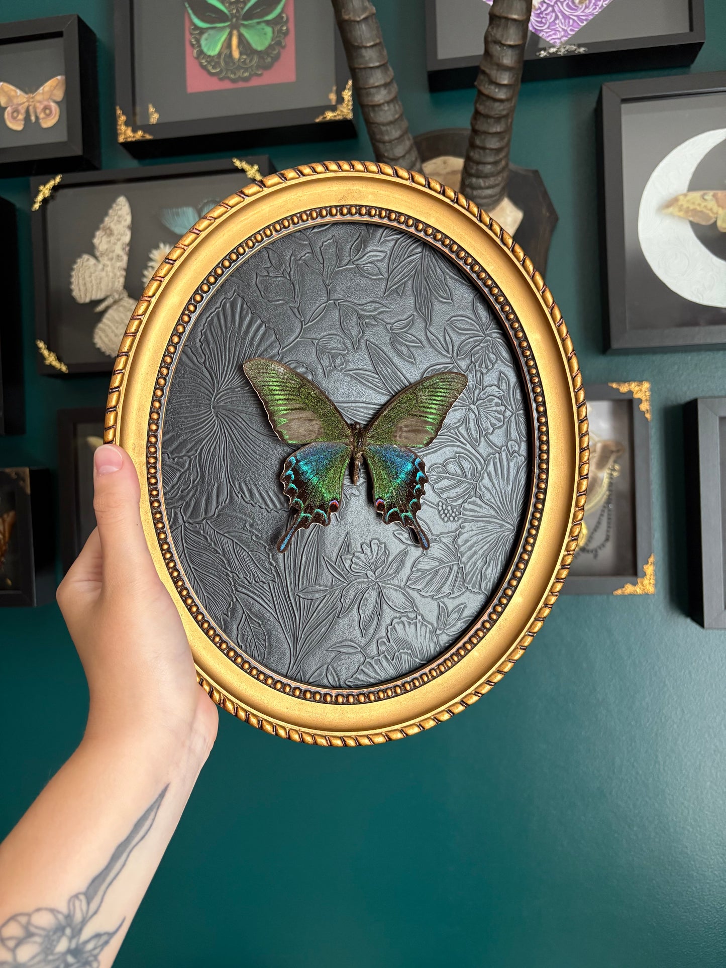Papillon Maackii