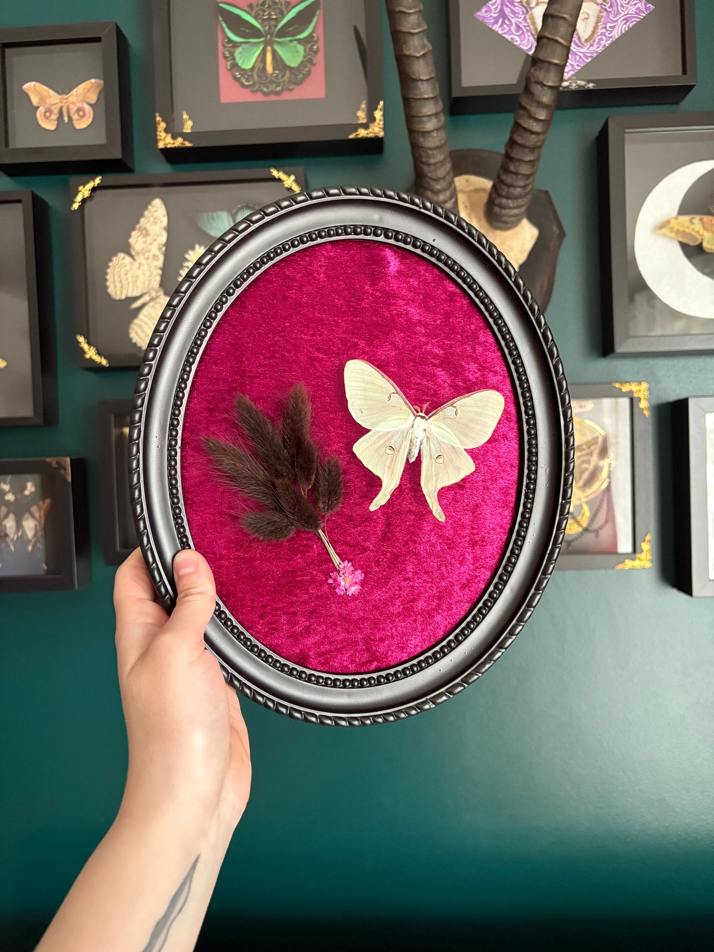 Actias Luna