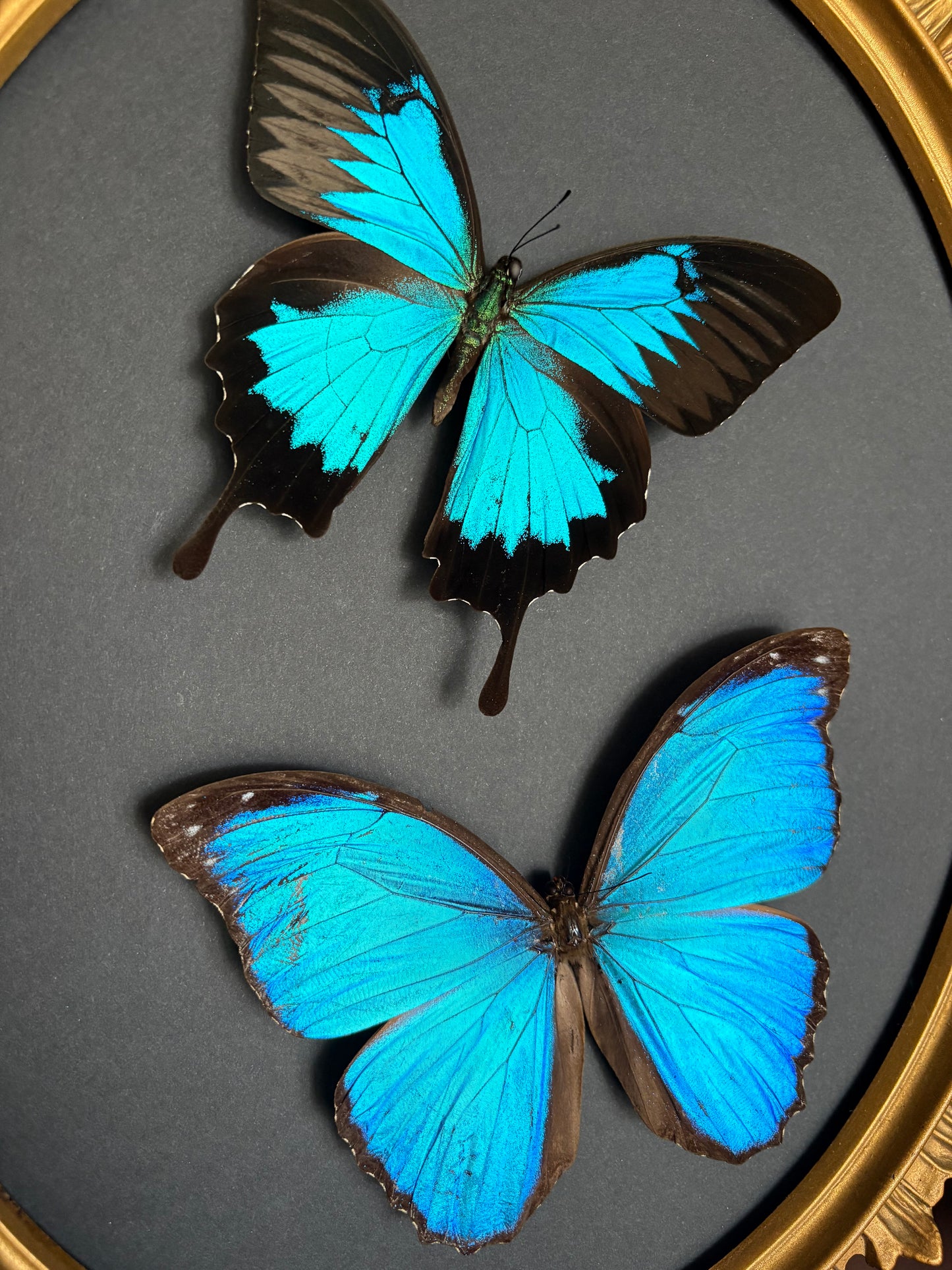 Morpho & Ulysse
