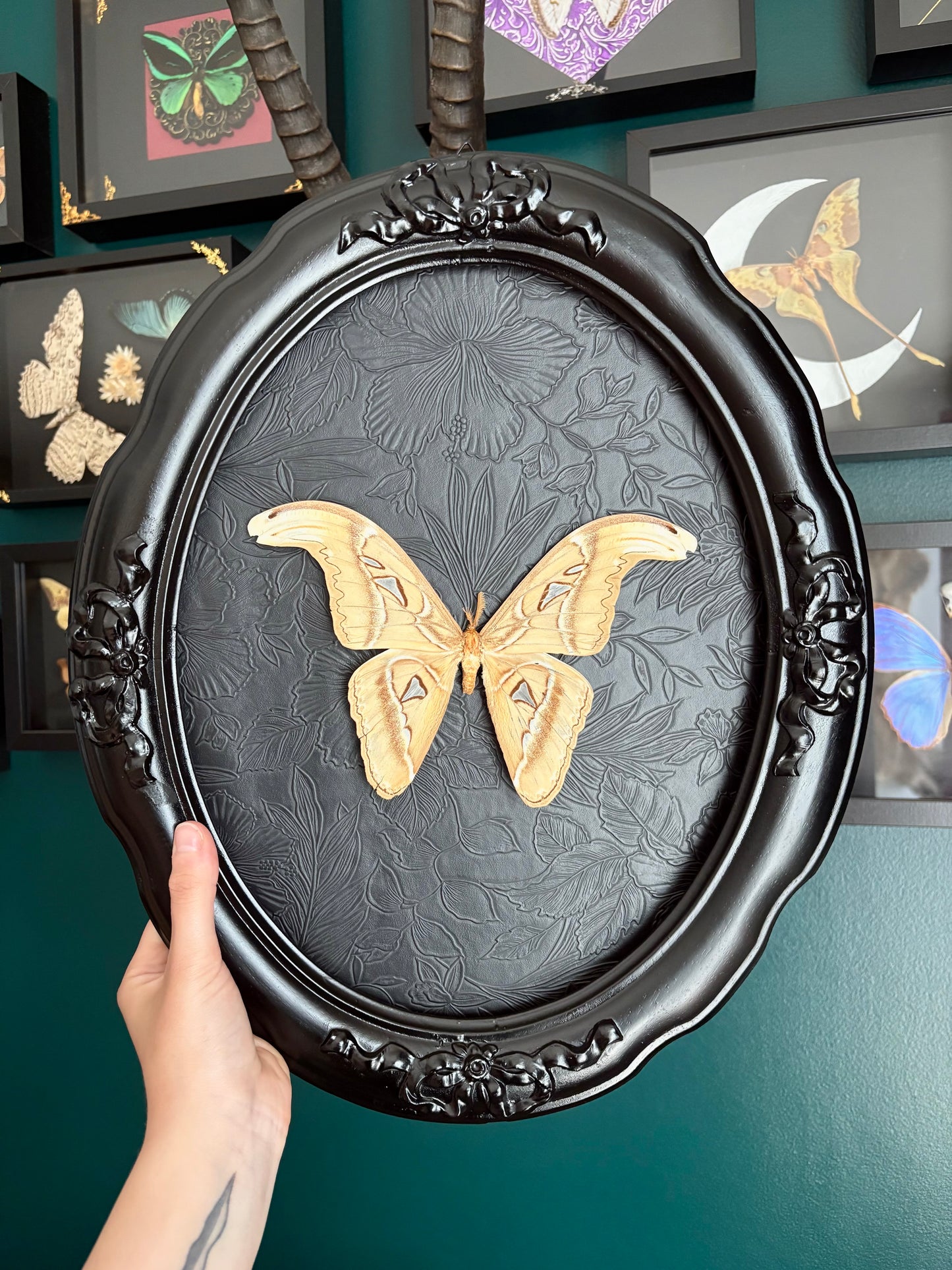 Attacus Atlas blanc