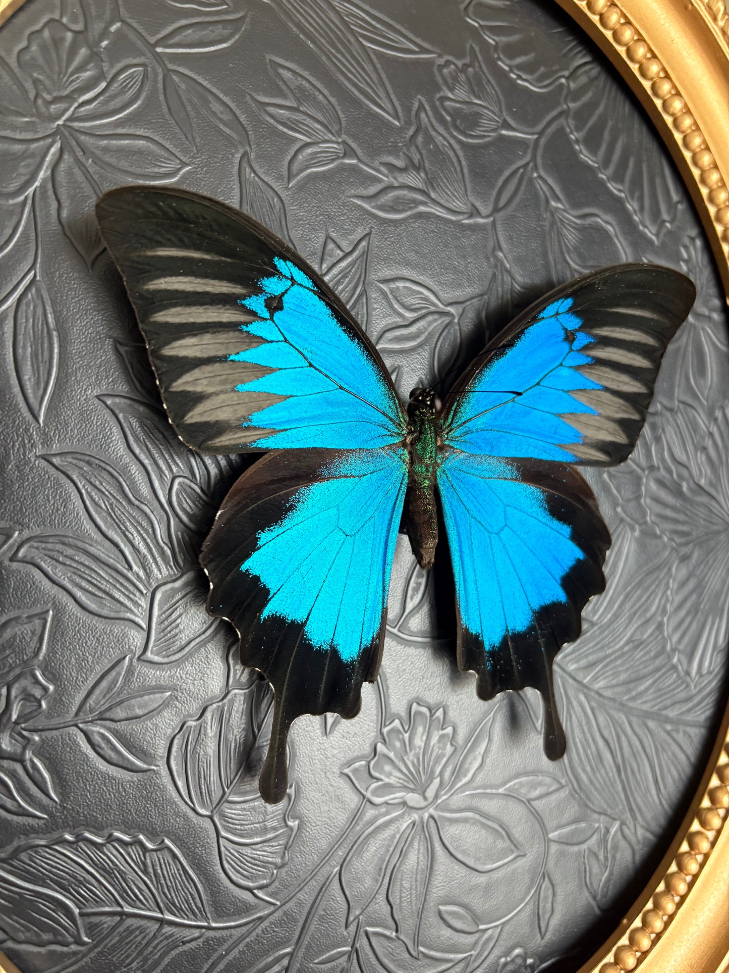 Papillon Ulysse
