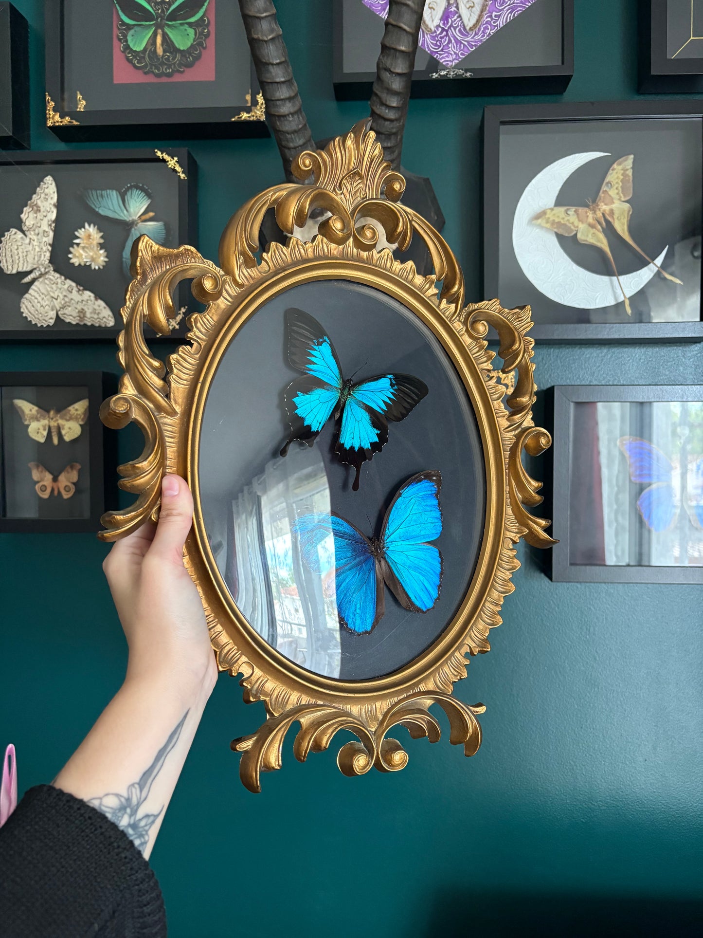 Morpho & Ulysse