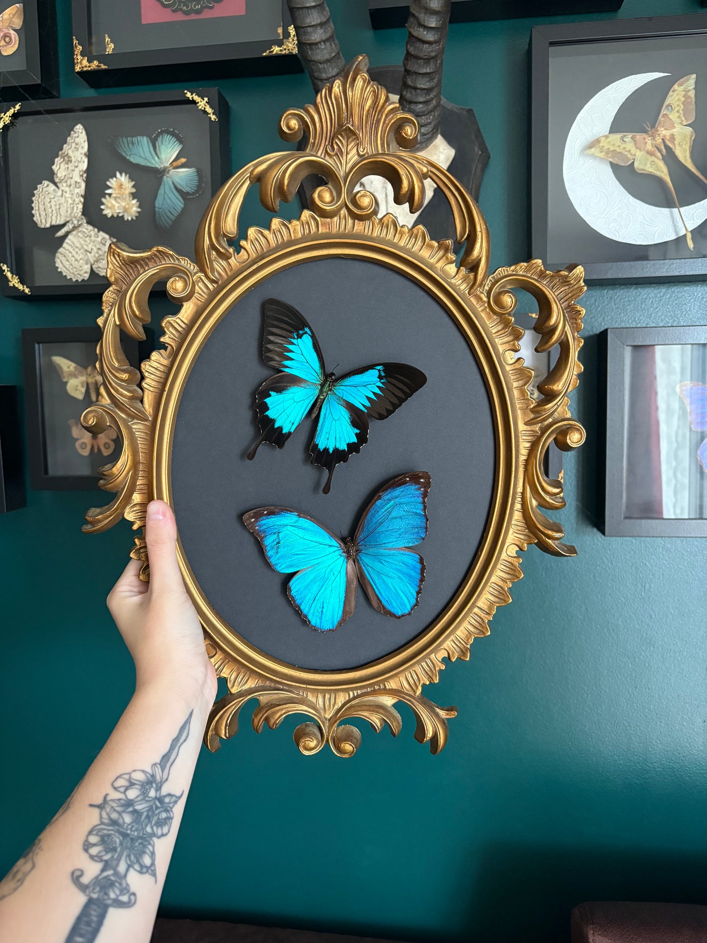 Morpho & Ulysse