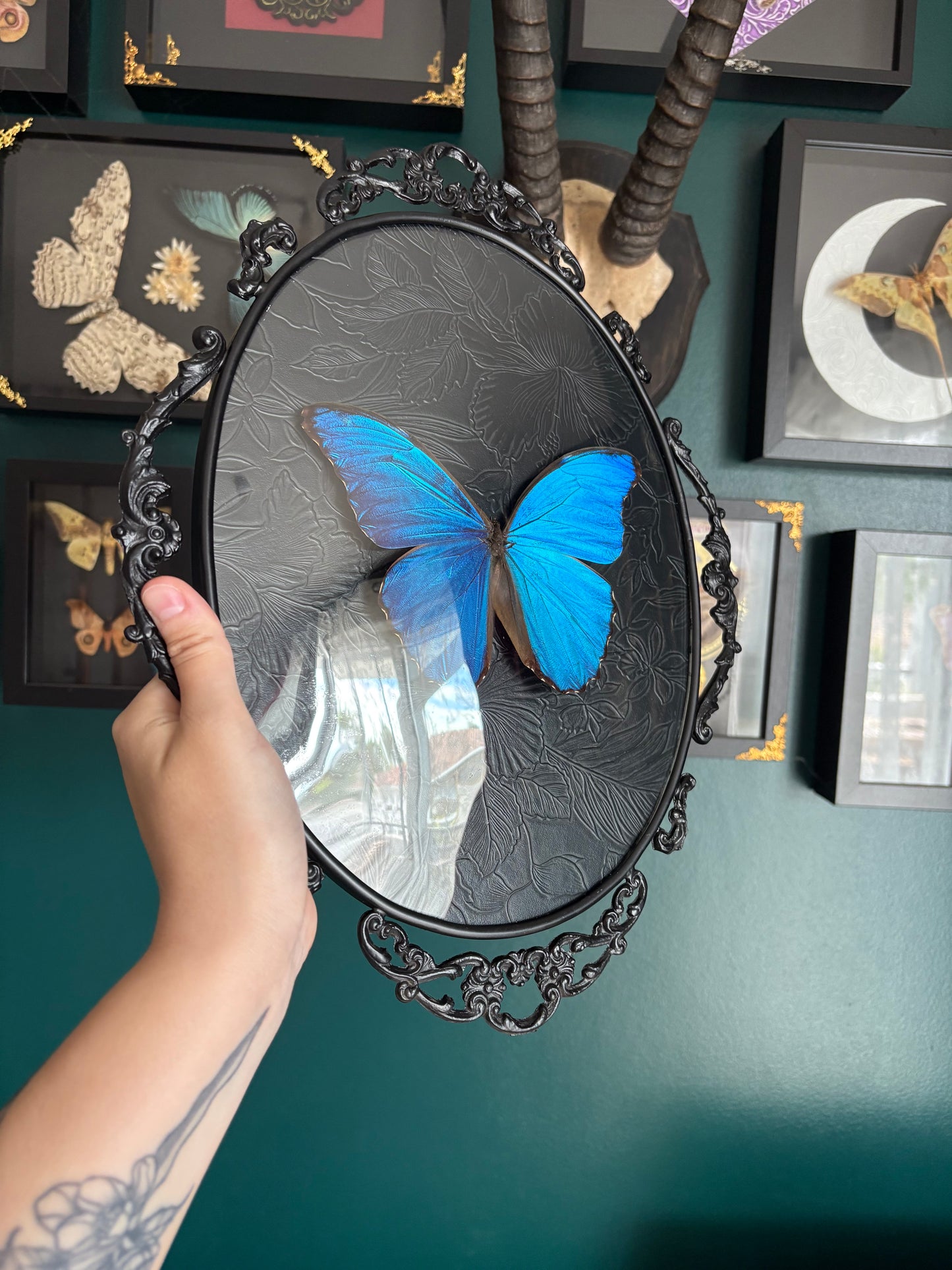 Morpho Didius