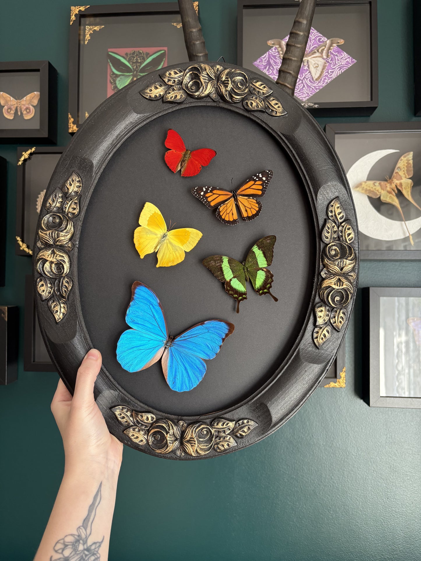 Envolée de papillon arc en ciel