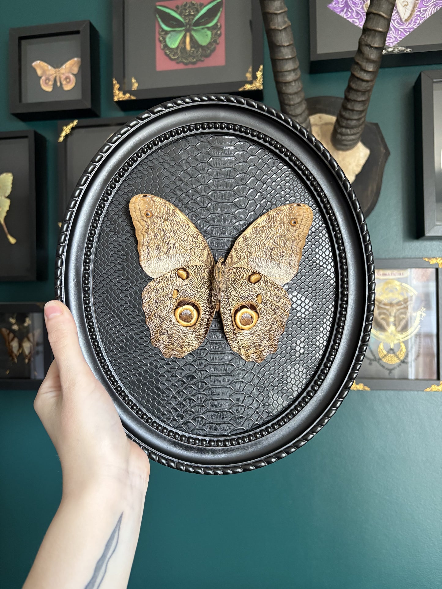 Caligo eurilochus livius