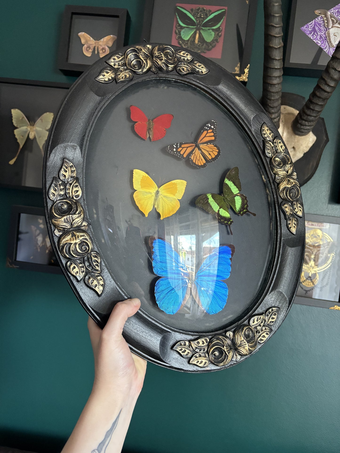 Envolée de papillon arc en ciel