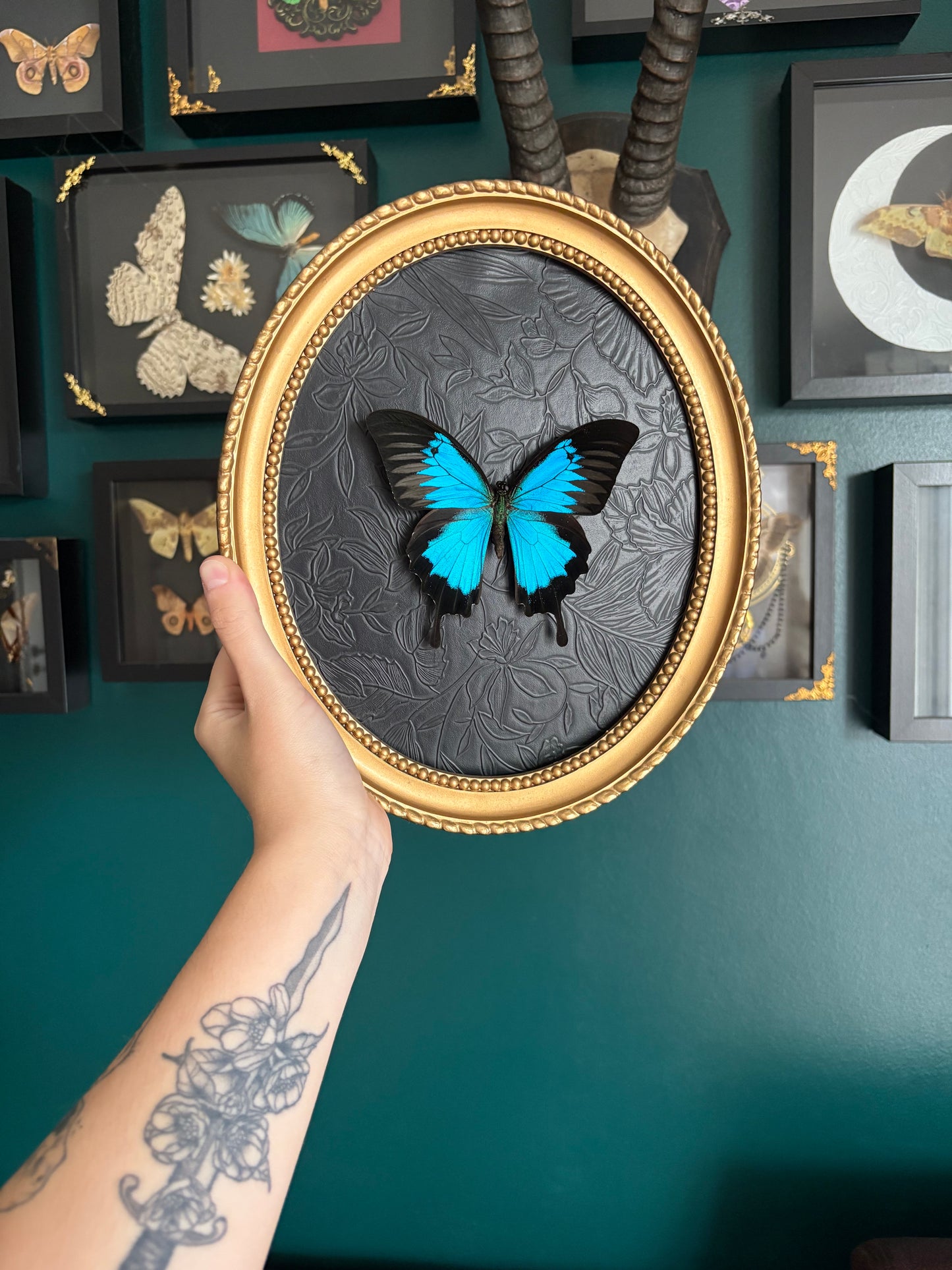 Papillon Ulysse