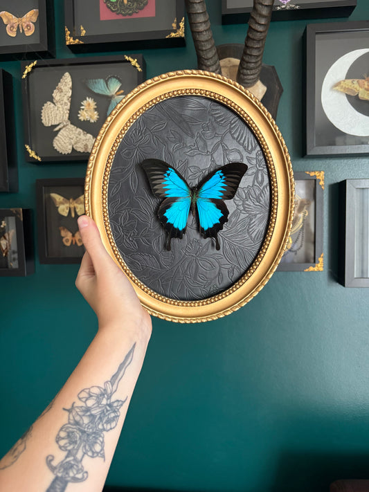Papillon Ulysse