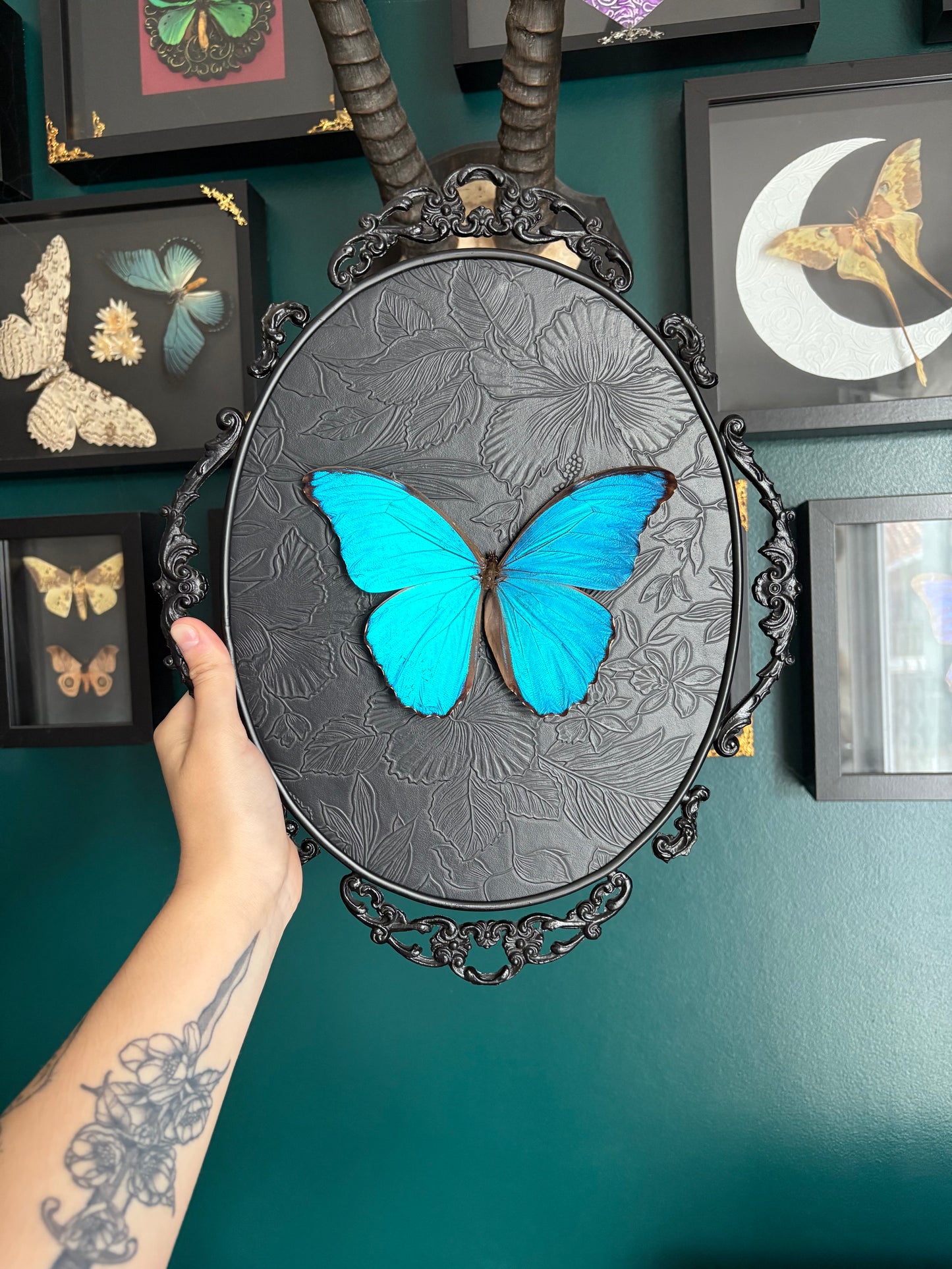 Morpho Didius