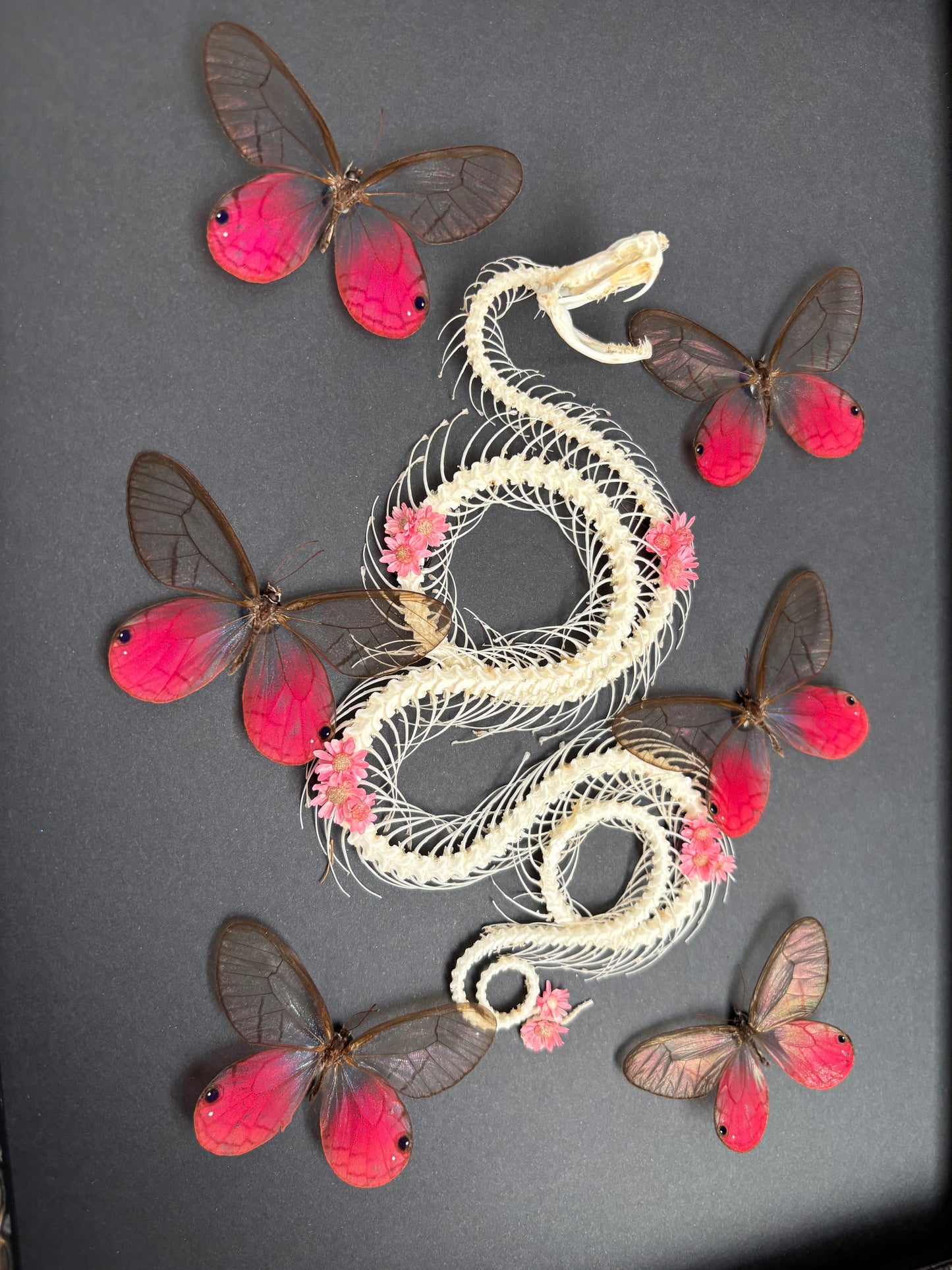Squelette de serpent & Cithaerias aurorina