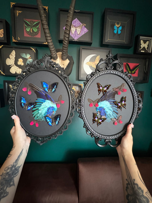 Duo d’ailes 💙 RÉSERVÉ LÉA