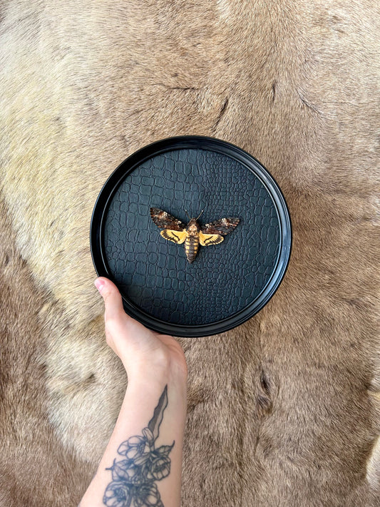 Acherontia Atropos