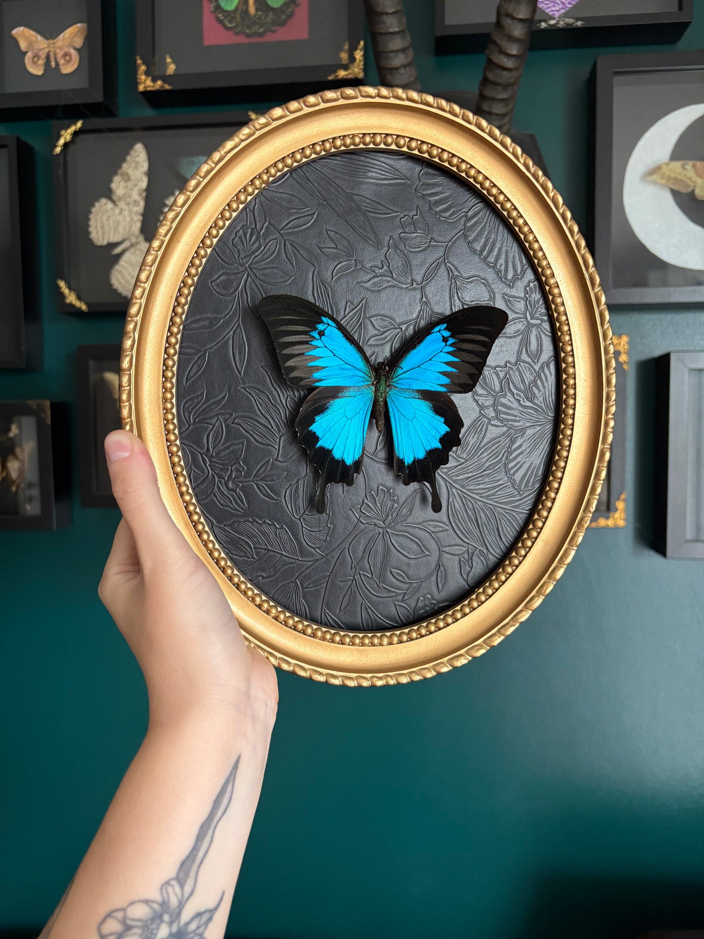 Papillon Ulysse