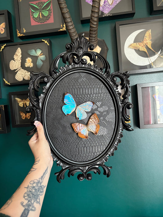 Duo de Morpho Sulkwosky