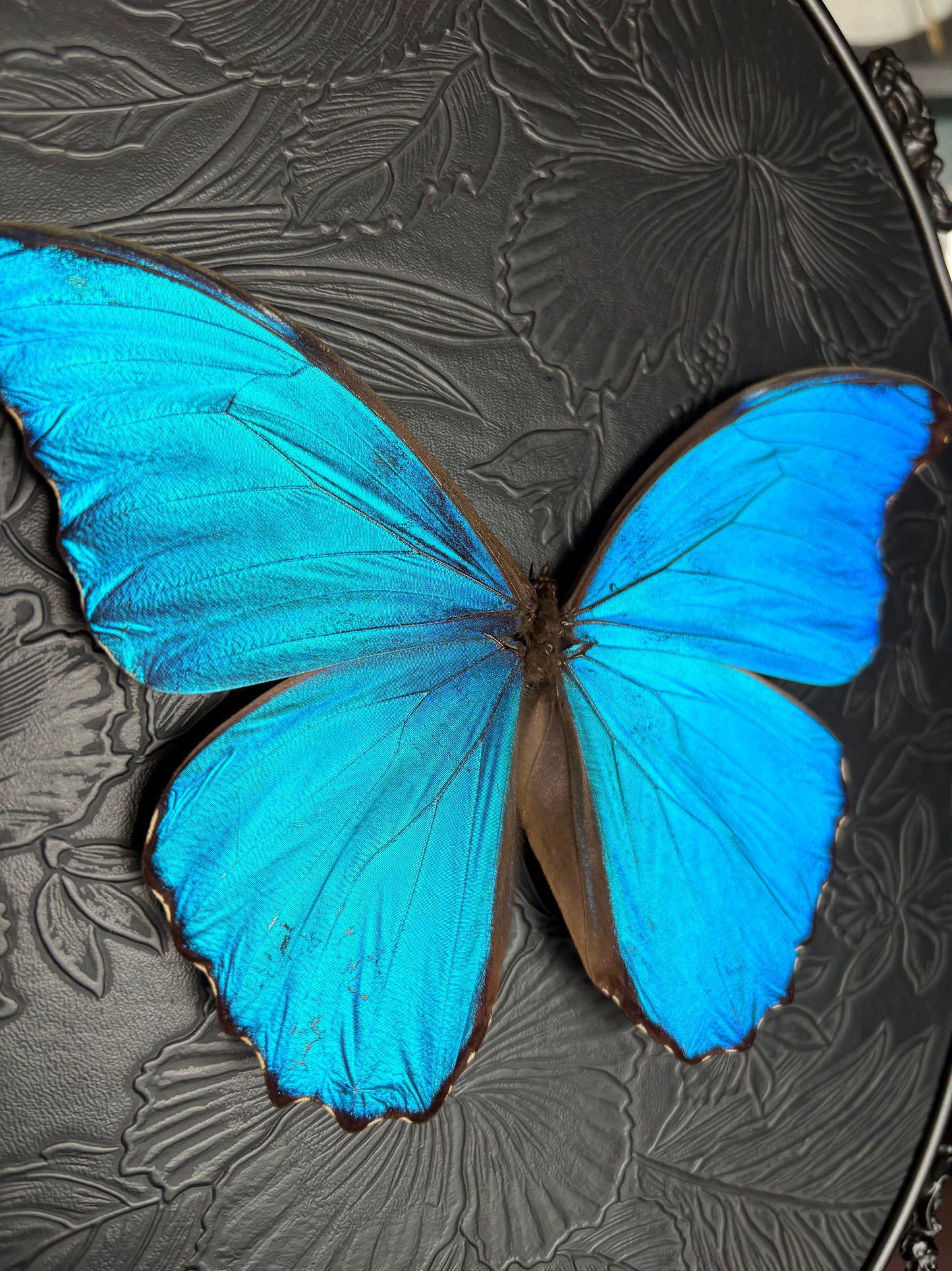 Morpho Didius