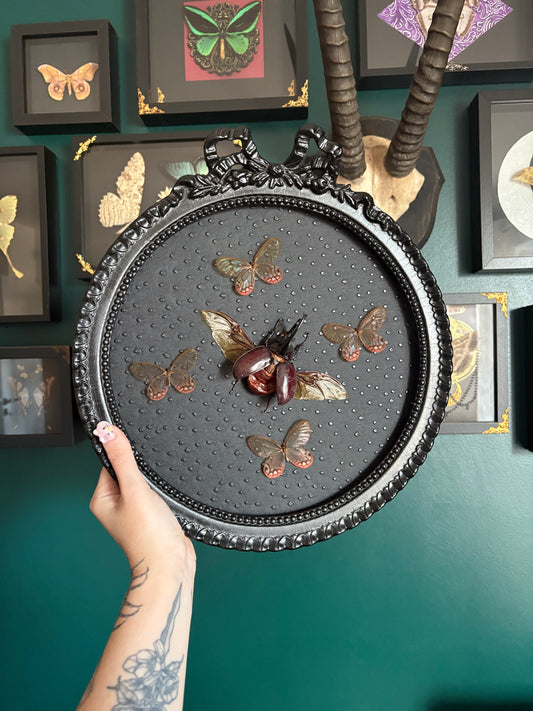 Scarabée & Papillons