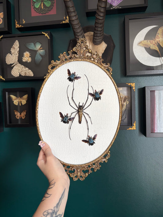 Abeilles & Araignée