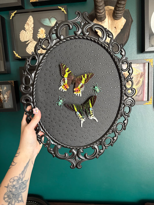 Duo d’Urania et Eupholus chevrolati 💚🩵