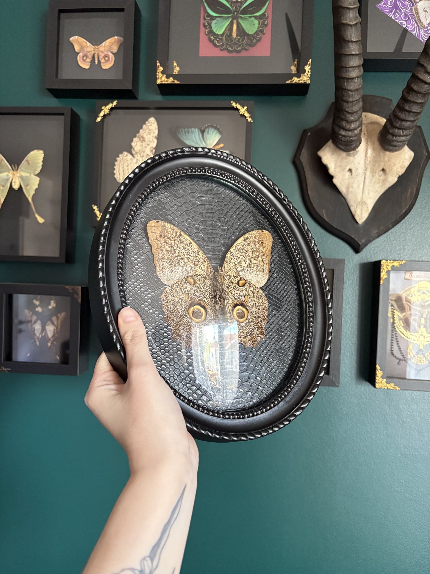 Caligo eurilochus livius